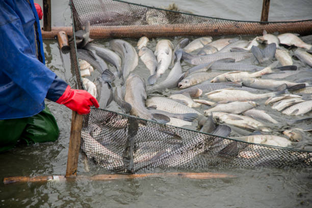 aquaculture